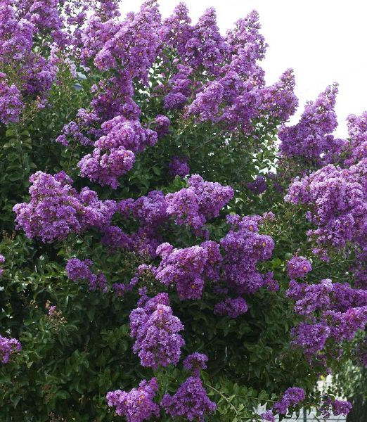 Lagerstroemia indica 'Superviolace'